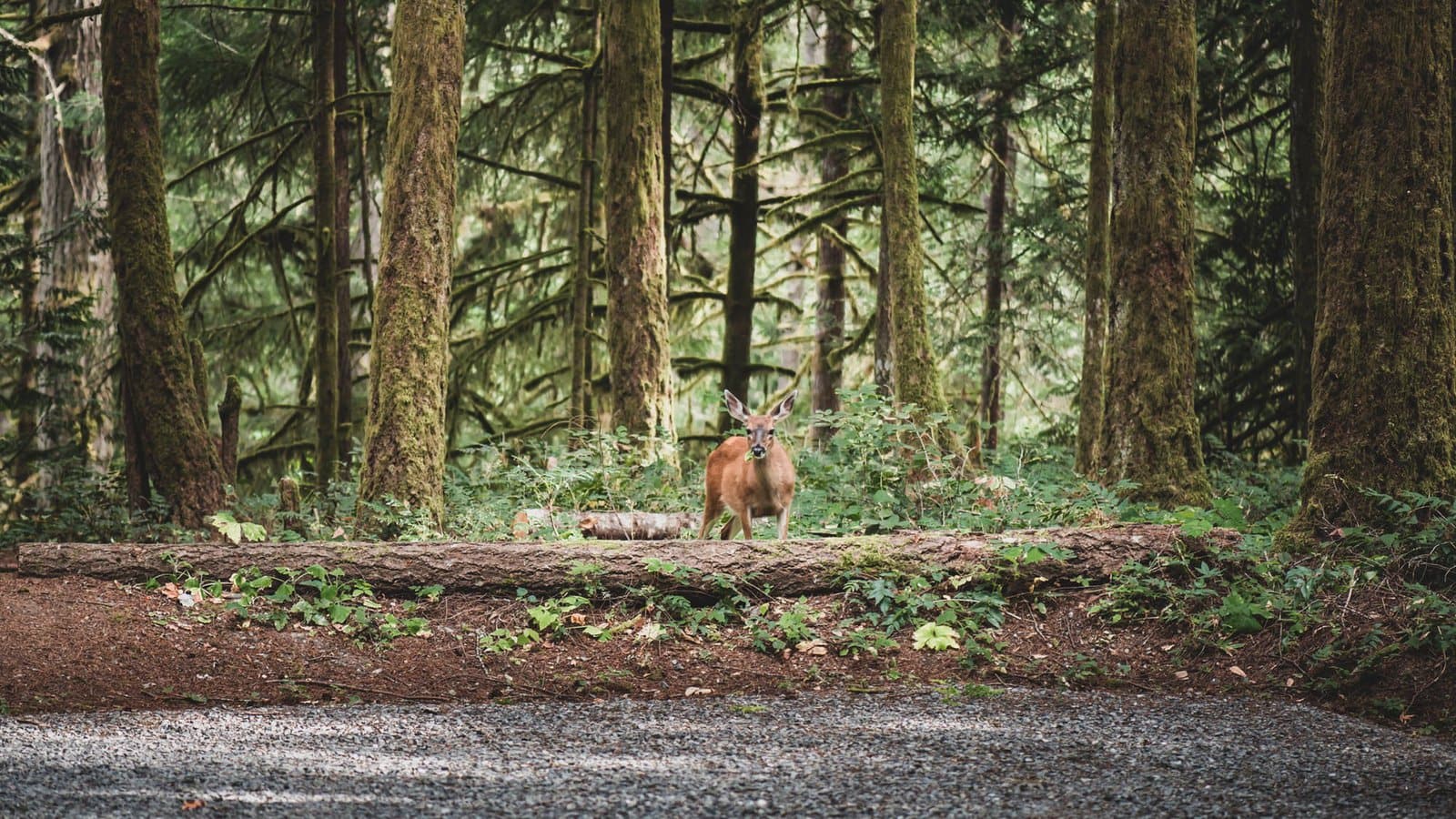 deer detail shot for wedding.