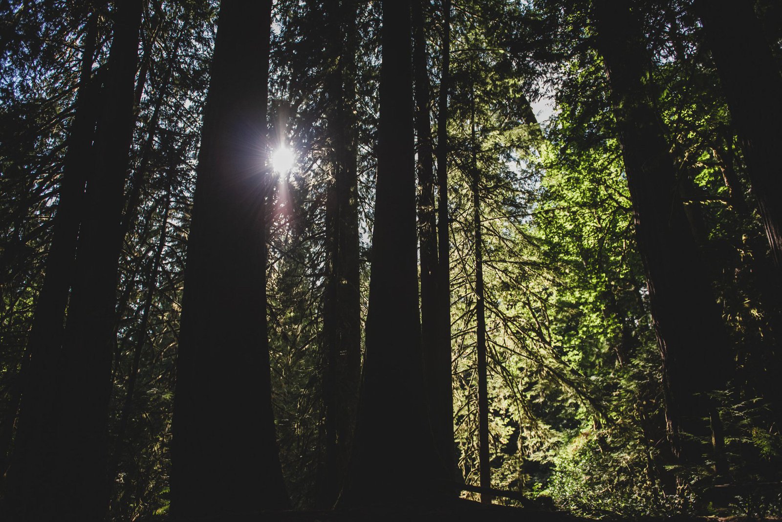 detail shot of forest light.