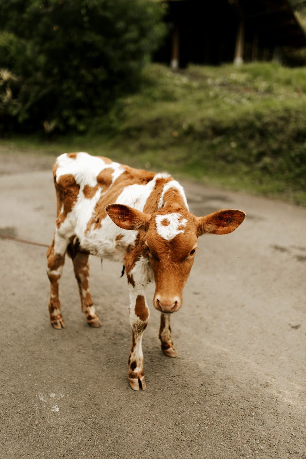 Jamie & Joey cow in costa rica