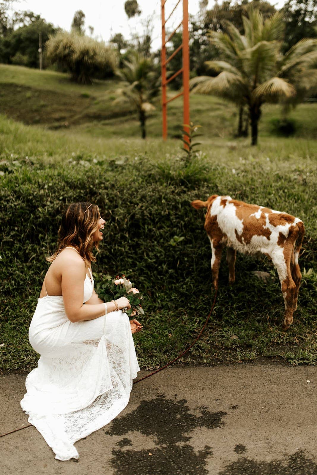 Jamie & Joey bride and cow during wedding