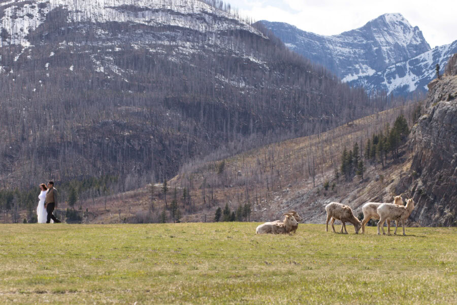 In south Alberta, you can get elope in nature and cross the wildlife. 
