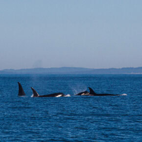 Whales, Wild Vows, and Mountain Magic – An Orcas Island Micro Wedding Adventure