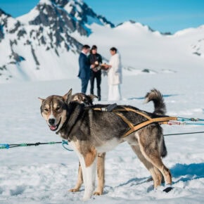 2-Day Bear Lake Glamping + Glacier Dog Sledding Elopement – Alaska