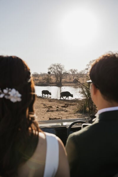 Bride and groom watch from safari vehicle as buffalo drink from water hole nearby during safari elopement in South Africa